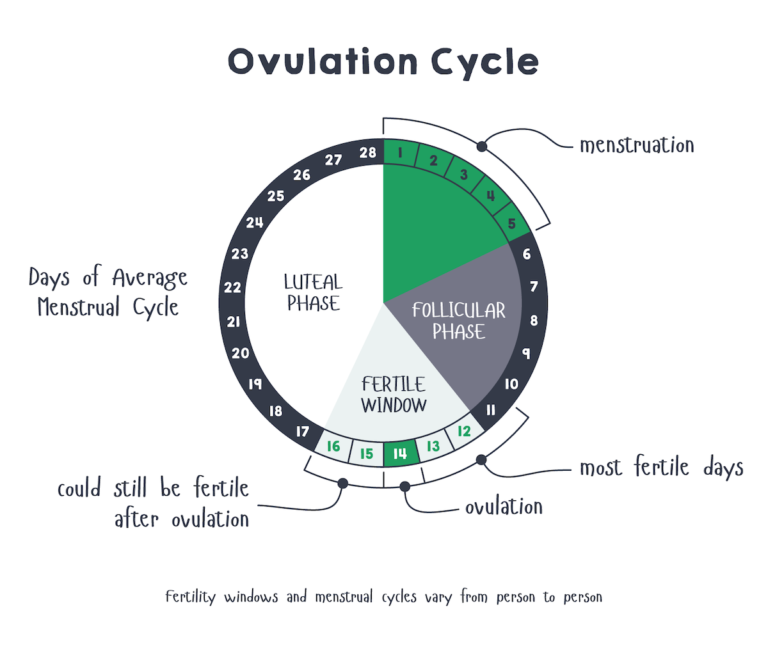 Clue An App For Period And Ovulation Tracking Hotdoc 